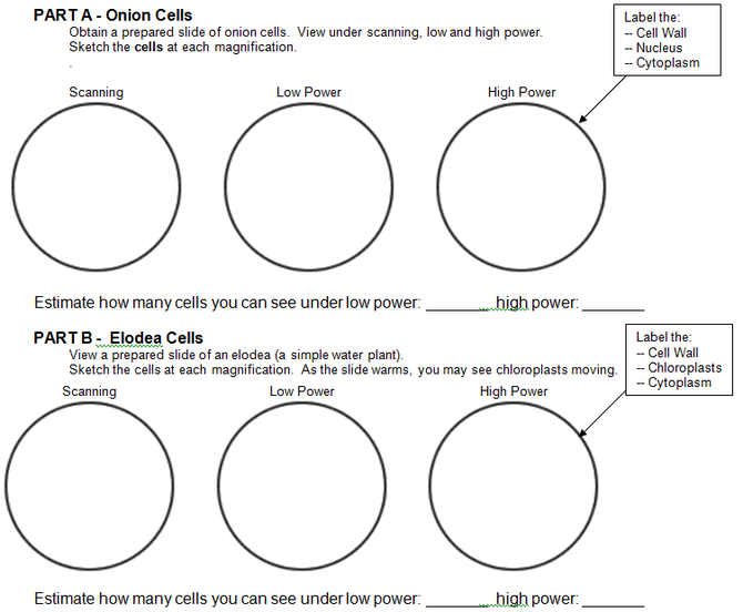plant and animal cell worksheet 6th grade